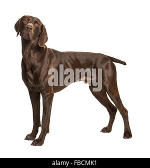 German Short-Haired Pointer on white Stock Photo