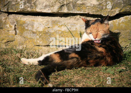 A calico cat licking himself sitting on grass in front of a stone wall Stock Photo