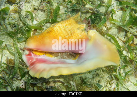 Bottom part of queen conch shell, Lobatus gigas, underwater on seabed with seagrass, alive specimen, Caribbean sea Stock Photo