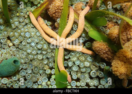 Comet sea star with six arms, Linckia guildingi, underwater on the seabed, Caribbean sea Stock Photo