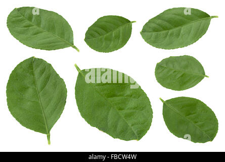 Tangerine leaf set isolated on white Stock Photo