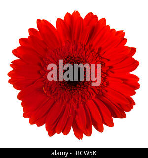 Gerbera flower isolated on white background Stock Photo