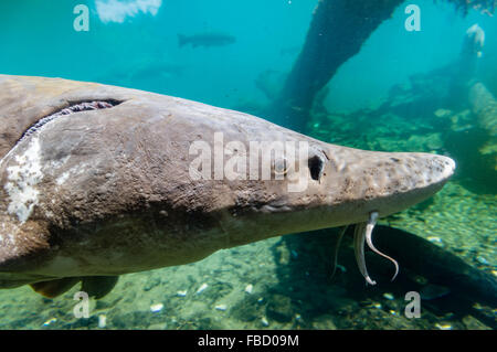 White Sturgeon in a display pond at Bonneville Fish Hatchery.  Cascade Locks, Oregon, USA Stock Photo