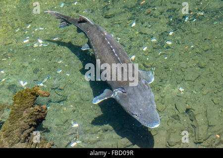 White Sturgeon in a display pond at Bonneville Fish Hatchery.  Cascade Locks, Oregon, USA Stock Photo