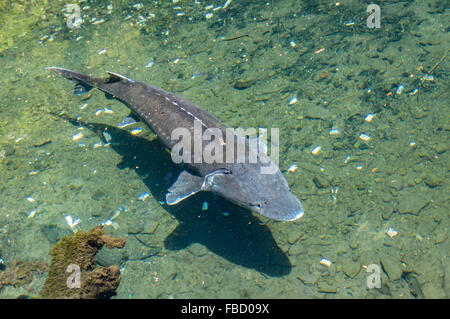 White Sturgeon in a display pond at Bonneville Fish Hatchery.  Cascade Locks, Oregon, USA Stock Photo