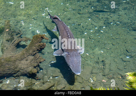 White Sturgeon in a display pond at Bonneville Fish Hatchery.  Cascade Locks, Oregon, USA Stock Photo