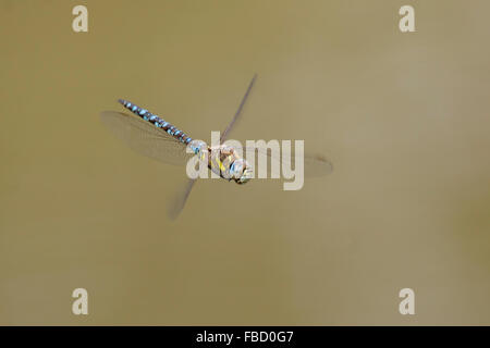 Migrant hawker (Aeshna mixta), male in flight, Thuringia, Germany Stock Photo