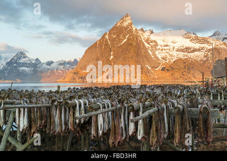 Cod hanging to dry on wooden racks in front of the mountain Olstinden, Moskenes, Lofoten, Norway Stock Photo