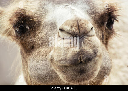 Bactrian camel (Camelus bactrianus) humorous closeup portrait. Animal scene. Stock Photo