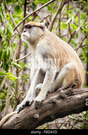 Patas monkey (Erythrocebus patas) sitting on the branch and observing surroundings. Animal scene. Stock Photo