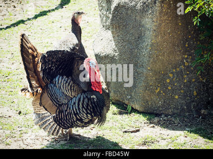 Pair of Wild turkey (Meleagris gallopavo). Animal scene. Courting theme. Stock Photo