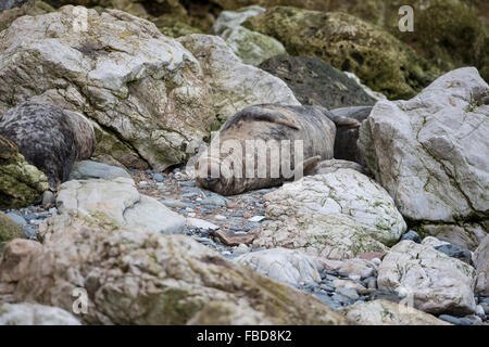 A young Atlantic grey gray seal Halichoerus grypus  basking among the rocks during the winter breeding season Stock Photo
