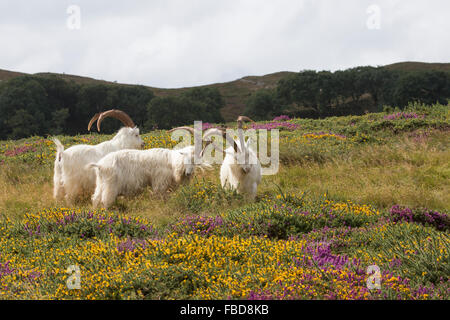 Wild Kashmiri goats Capra Markhor mingle among the colorful colourful wild flowers on the Great Orme in Llandudno North Wales Stock Photo