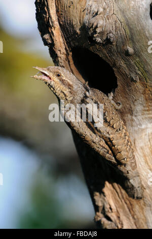 Eurasian Wryneck ( Jynx torquilla ) in front of its nesting hole, looks back over its shoulder for safety, open beak, Germany. Stock Photo