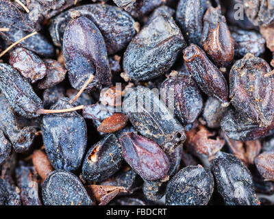 food background - dried black berberis fruits close up Stock Photo