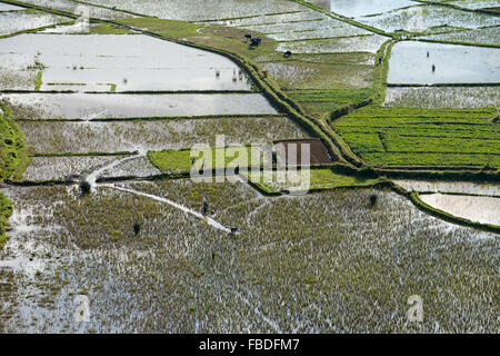 MADAGASCAR, highlands, rice cultivation, rain flooded paddy fields near Ambositra Stock Photo