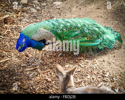 Peacock vs. Kangaroo Stock Photo