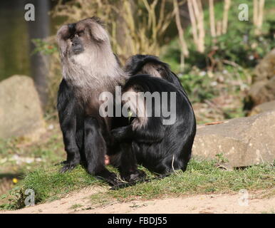 Three Indian Lion-tailed macaques or Wanderoos (Macaca silenus) grooming each other Stock Photo