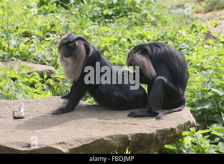 Pair of grooming Indian Lion-tailed macaques or Wanderoos (Macaca silenus) Stock Photo