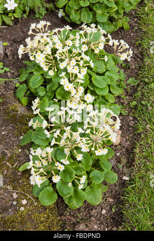 Primroses growing in a wood near Saltsah Cornwall.on a spring day Stock Photo