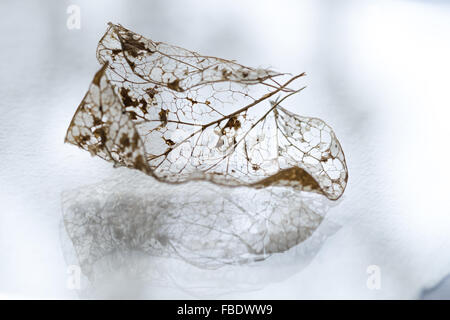 Dry Leaf on white surface with reflections Stock Photo