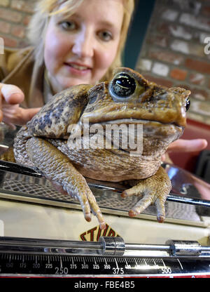 Hanover, Germany. 13th Jan, 2016. Zookeeper Angela Kruth weighs Rococo toad Esmeralda at the adventure zoo in Hanover, Germany, 13 January 2016. Esmerelda weighs 1.183 kilograms. 2,061 animals of 198 species live in the Hanover Zoo, according to this year's inventory. Photo: HOLGER HOLLEMANN/dpa/Alamy Live News Stock Photo