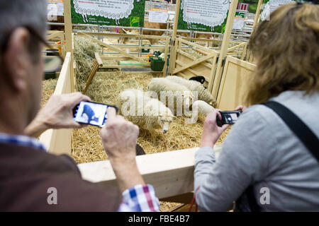 Berlin, Germany. 15th Jan, 2016. A visitor take pictures of sheep at an exhibition booth of the International Green Week in Berlin, Germany, 15 January 2016. Photo: Gregor Fischer/dpa/Alamy Live News Stock Photo