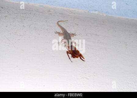 Lizard is catching a cockroach, Stock Video