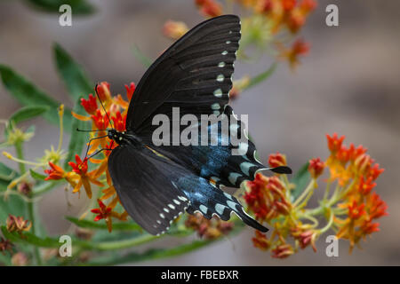 A female Spicebush Swallowtail, Papilio troilus, feeding on a milkweed flower Stock Photo