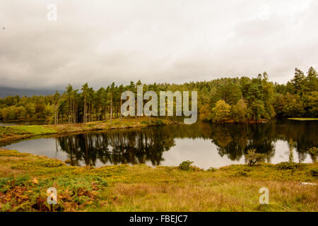 Tarn Hows in the Lake District Stock Photo