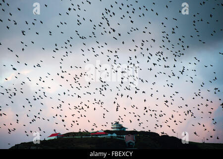 Aberystwyth, Wales, UK. 15th January, 2016.   A huge flock of starlings perform spectacular displays in the air above Aberystwyth as the sun sets over Cardigan Bay in west Wales  Each evening between October and March tens of thousands of the birds fly in huge ‘murmurations; in the sky above the town before settling to roost for the night on the cast iron legs of the Victorian seaside pier. Although plentiful in Aberystwyth, the starling is on the RSPB’s ‘red list’ of endangered species in the UK    is / Credit:  keith morris/Alamy Live News Stock Photo