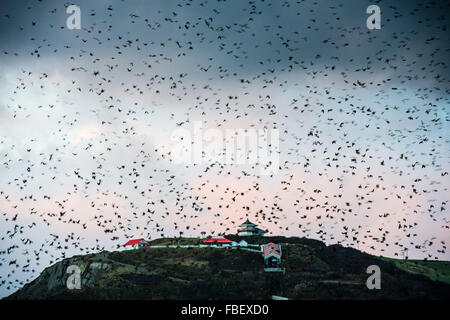 Aberystwyth, Wales, UK. 15th January, 2016.   A huge flock of starlings perform spectacular displays in the air above Aberystwyth as the sun sets over Cardigan Bay in west Wales  Each evening between October and March tens of thousands of the birds fly in huge ‘murmurations; in the sky above the town before settling to roost for the night on the cast iron legs of the Victorian seaside pier. Although plentiful in Aberystwyth, the starling is on the RSPB’s ‘red list’ of endangered species in the UK    is / Credit:  keith morris/Alamy Live News Stock Photo