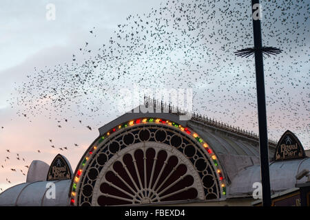 Aberystwyth, Wales, UK. 15th January, 2016.   A huge flock of starlings perform spectacular displays in the air above Aberystwyth pier as the sun sets over Cardigan Bay in west Wales  Each evening between October and March tens of thousands of the birds fly in huge ‘murmurations; in the sky above the town before settling to roost for the night on the cast iron legs of the Victorian seaside pier. Although plentiful in Aberystwyth, the starling is on the RSPB’s ‘red list’ of endangered species in the UK     Credit:  keith morris/Alamy Live News Stock Photo