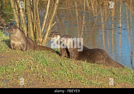 European British Otters, Lutra Lutra Stock Photo