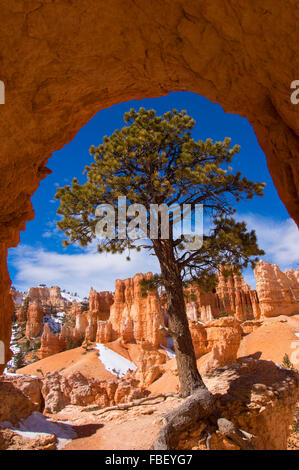 Tree arch Bryce Canyon, Utah Stock Photo
