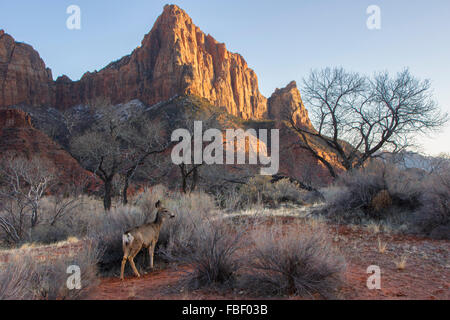 Deer and The Watchman, Zion National Park Stock Photo