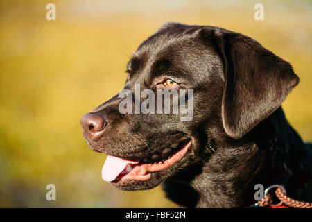 Close-up of Beautiful Brown Dog Head, Snout Of Labrador Retriever Staying Outdoor In Spring Stock Photo
