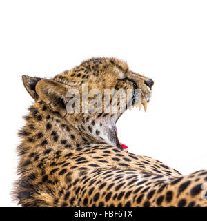 Cheetah Specie Acinonyx jubatus isolated in white background Stock Photo