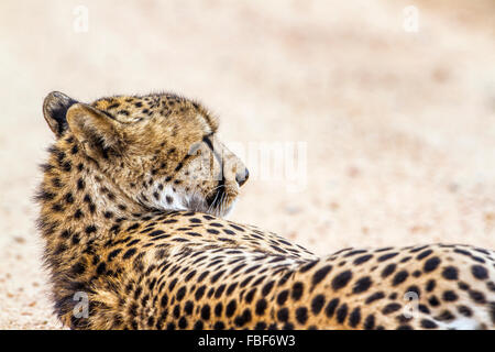 Cheetah Specie Acinonyx jubatus family of felidae Stock Photo