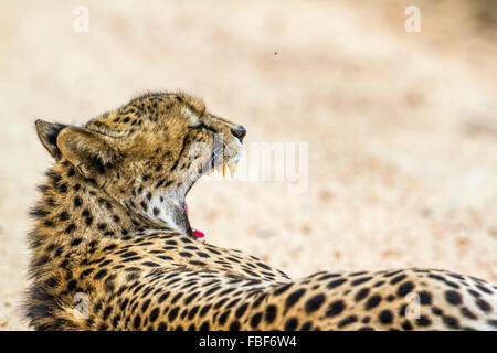 Cheetah portrait Specie Acinonyx jubatus family of felidae Stock Photo