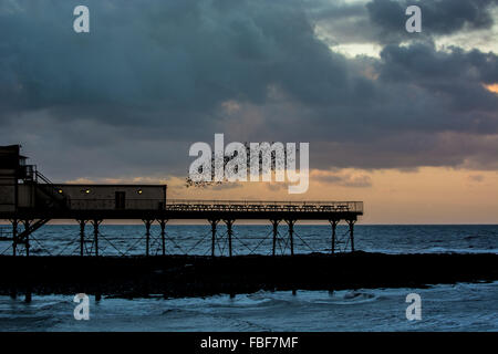 Aberystwyth, West Wales, UK 15th January 2016 - A large flock of starlings come home to roost at dusk. The starlings dance  in the air above the Pier. Credit:  Trebuchet Photography / Alamy Live News Stock Photo