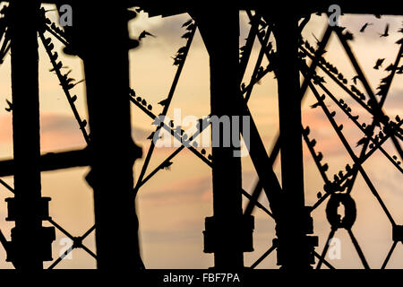 Aberystwyth, West Wales, UK 15th January 2016 - A large flock of starlings come home to roost at dusk. The starlings underneath the pier on the ironwork Credit:  Trebuchet Photography / Alamy Live News Stock Photo