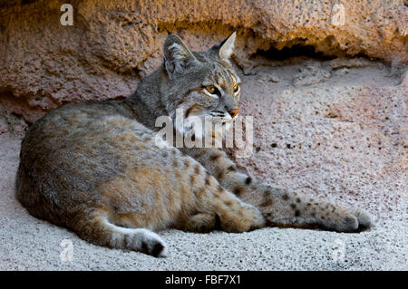 Bobcat (Lynx rufus / Felis rufus) resting in shade at cave entrance, native to southern Canada, North America and Mexico Stock Photo