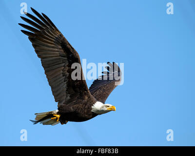 Bald Eagle with Fish Stock Photo