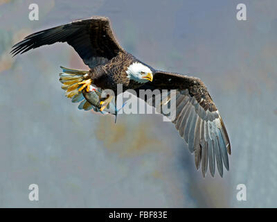 Bald Eagle with Fish Stock Photo