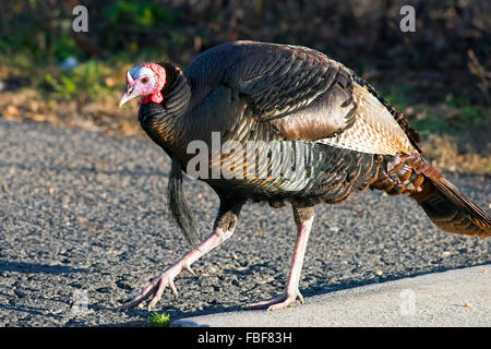 Male Wild Turkey Stock Photo