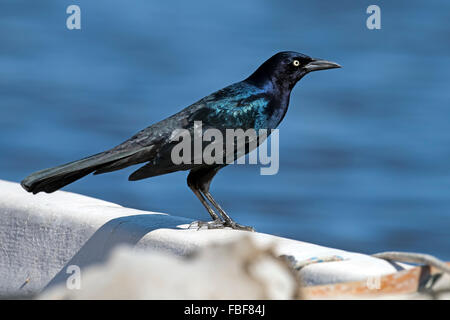 Boat-tailed Grackle Stock Photo