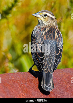 Female Red-winged Blackbird Stock Photo