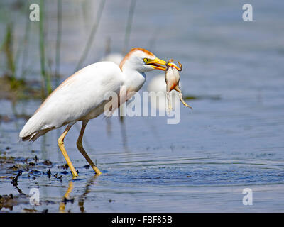Cattle Egret with Large Frog Stock Photo
