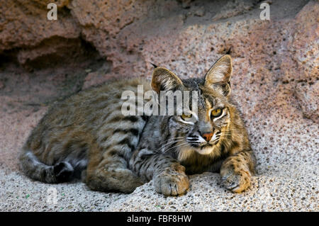 Bobcat (Lynx rufus / Felis rufus) resting in shade at cave entrance, native to southern Canada, North America and Mexico Stock Photo